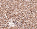 COPS8 Antibody in Immunohistochemistry (Paraffin) (IHC (P))