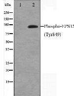 Phospho-EPS15 (Tyr849) Antibody in Western Blot (WB)