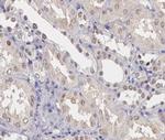 SENP8 Antibody in Immunohistochemistry (Paraffin) (IHC (P))