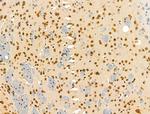 SENP8 Antibody in Immunohistochemistry (Paraffin) (IHC (P))