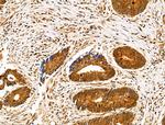 SENP8 Antibody in Immunohistochemistry (Paraffin) (IHC (P))