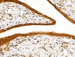 SENP8 Antibody in Immunohistochemistry (Paraffin) (IHC (P))