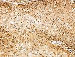 SENP8 Antibody in Immunohistochemistry (Paraffin) (IHC (P))