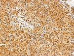 SENP8 Antibody in Immunohistochemistry (Paraffin) (IHC (P))