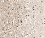 UBA52 Antibody in Immunohistochemistry (Paraffin) (IHC (P))