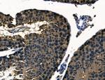 UBA52 Antibody in Immunohistochemistry (Paraffin) (IHC (P))