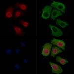 Phospho-FOXO3A (Ser253) Antibody in Immunocytochemistry (ICC/IF)