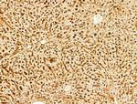 Phospho-FOXO3A (Ser253) Antibody in Immunohistochemistry (Paraffin) (IHC (P))