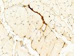 Phospho-PI3K p85/p55 (Tyr467, Tyr199) Antibody in Immunohistochemistry (Paraffin) (IHC (P))