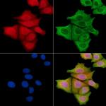 Phospho-JNK1/JNK2/JNK3 (Thr183, Tyr185) Antibody in Immunocytochemistry (ICC/IF)