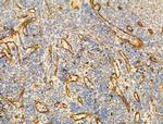 Phospho-JNK1/JNK2/JNK3 (Thr183, Tyr185) Antibody in Immunohistochemistry (Paraffin) (IHC (P))