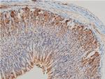 Phospho-LIMK1 (Thr508) Antibody in Immunohistochemistry (Paraffin) (IHC (P))