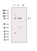 Phospho-LIMK1 (Thr508) Antibody in Western Blot (WB)