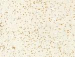 Phospho-Ataxin 1 (Ser775) Antibody in Immunohistochemistry (Paraffin) (IHC (P))