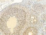 Phospho-Ataxin 1 (Ser775) Antibody in Immunohistochemistry (Paraffin) (IHC (P))