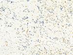 Phospho-Ataxin 1 (Ser775) Antibody in Immunohistochemistry (Paraffin) (IHC (P))