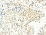 Phospho-Ataxin 1 (Ser775) Antibody in Immunohistochemistry (Paraffin) (IHC (P))