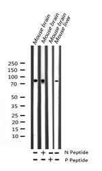 Phospho-Ataxin 1 (Ser775) Antibody in Western Blot (WB)