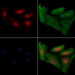 Phospho-IRF3 (Ser386) Antibody in Immunocytochemistry (ICC/IF)