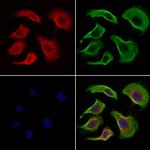 Phospho-IRF3 (Ser386) Antibody in Immunocytochemistry (ICC/IF)