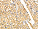 NDUFA4 Antibody in Immunohistochemistry (Paraffin) (IHC (P))