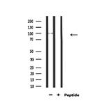 mGluR4 Antibody in Western Blot (WB)