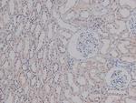 Phospho-c-Jun (Ser249) Antibody in Immunohistochemistry (Paraffin) (IHC (P))