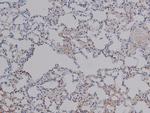 Phospho-c-Jun (Ser249) Antibody in Immunohistochemistry (Paraffin) (IHC (P))