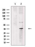 Phospho-c-Jun (Ser249) Antibody in Western Blot (WB)