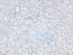 Phospho-eNOS (Ser1179) Antibody in Immunohistochemistry (Paraffin) (IHC (P))