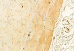 Phospho-ASK1 (Thr838) Antibody in Immunohistochemistry (Paraffin) (IHC (P))