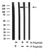 Phospho-ASK1 (Thr838) Antibody in Western Blot (WB)