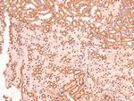 Phospho-Caveolin 2 (Ser36) Antibody in Immunohistochemistry (Paraffin) (IHC (P))