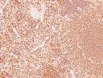 Phospho-Caveolin 2 (Ser36) Antibody in Immunohistochemistry (Paraffin) (IHC (P))