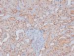 Phospho-Caveolin 2 (Ser36) Antibody in Immunohistochemistry (Paraffin) (IHC (P))