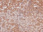 Phospho-Caveolin 2 (Ser36) Antibody in Immunohistochemistry (Paraffin) (IHC (P))