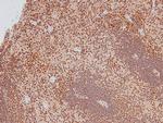 Phospho-Caveolin 2 (Ser36) Antibody in Immunohistochemistry (Paraffin) (IHC (P))