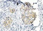 Phospho-eNOS (Ser114) Antibody in Immunohistochemistry (Paraffin) (IHC (P))