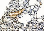 Phospho-eNOS (Ser114) Antibody in Immunohistochemistry (Paraffin) (IHC (P))