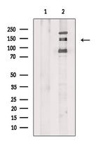 Phospho-eNOS (Ser114) Antibody in Western Blot (WB)