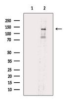 Phospho-eNOS (Ser114) Antibody in Western Blot (WB)