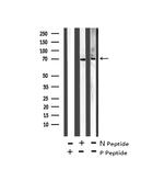 Phospho-LIMK1 (Ser323) Antibody in Western Blot (WB)