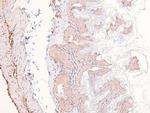 Phospho-eIF2b epsilon (Ser525) Antibody in Immunohistochemistry (Paraffin) (IHC (P))