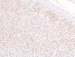 Phospho-eIF2b epsilon (Ser525) Antibody in Immunohistochemistry (Paraffin) (IHC (P))