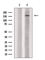 Phospho-CUX1 (Ser1215) Antibody in Western Blot (WB)