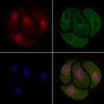 Phospho-Cyclin B1 (Ser128) Antibody in Immunocytochemistry (ICC/IF)