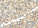 Phospho-Cyclin B1 (Ser133) Antibody in Immunohistochemistry (Paraffin) (IHC (P))