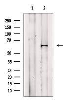 Phospho-MAP2 (Thr1616) Antibody in Western Blot (WB)