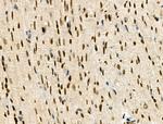 Phospho-MUC1 (Ser1227) Antibody in Immunohistochemistry (Paraffin) (IHC (P))