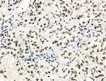 Phospho-MUC1 (Ser1227) Antibody in Immunohistochemistry (Paraffin) (IHC (P))